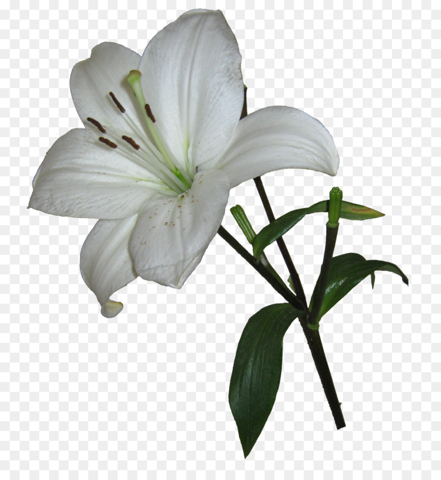 Easter lily Lilium candidum Arum-lily Garden Lilies Clip art - lily png download - 817*977 - Free Transparent Easter Lily png Download.