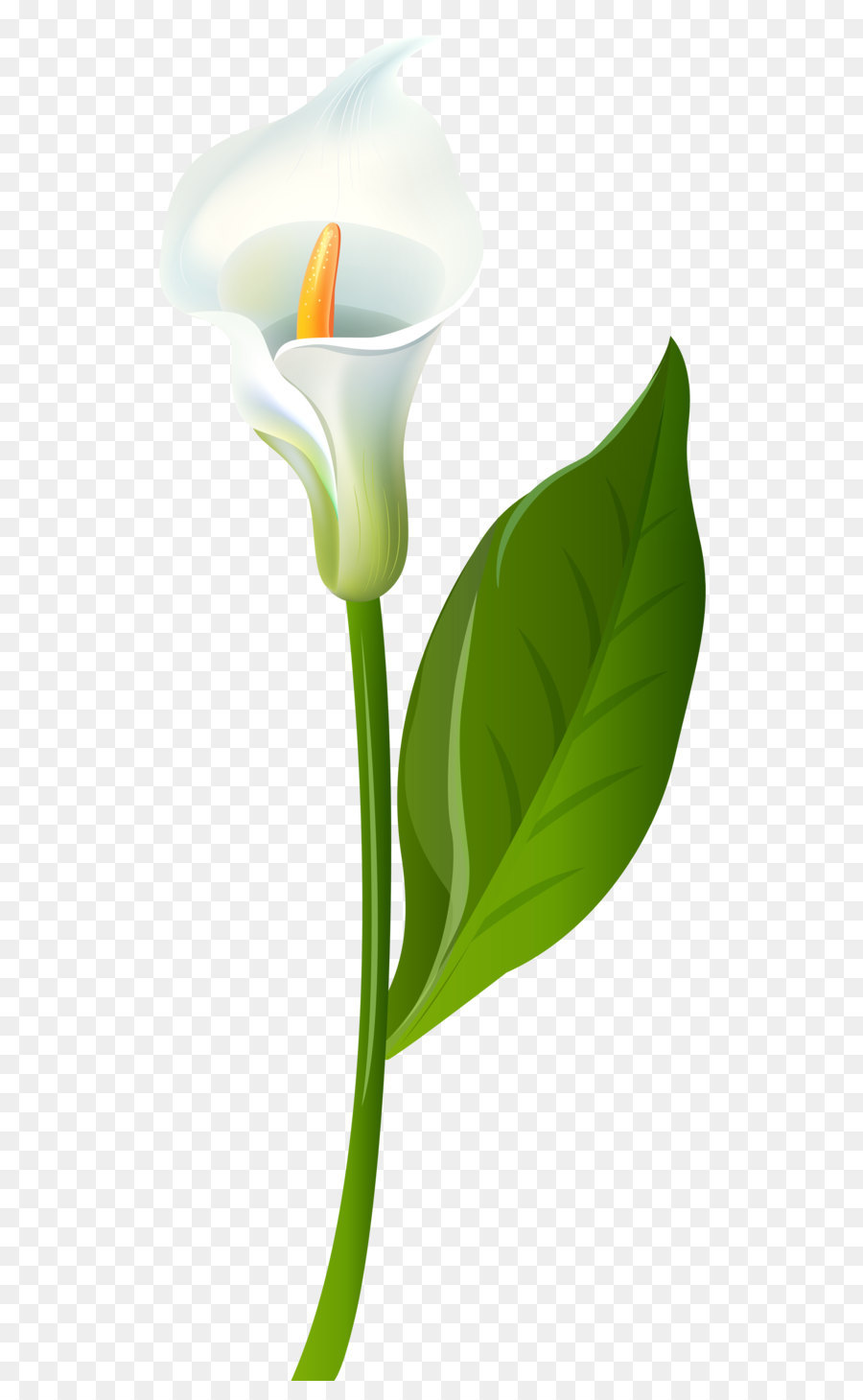 Leaf Flower Plant stem Green - Calla Lily Transparent PNG Clip Art Image png download - 3610*8000 - Free Transparent Leaf png Download.