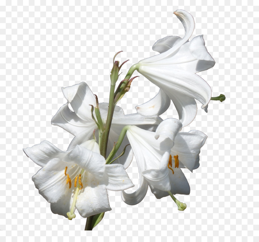 Flower Plant Lilium candidum Liliaceae - lily png download - 1600*1478 - Free Transparent Flower png Download.