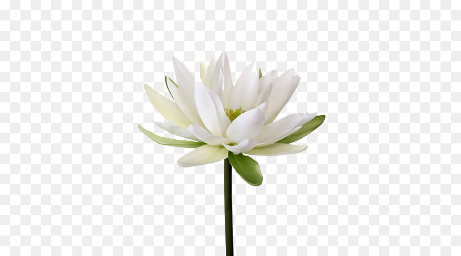 Easter lily Nymphaea alba Flower Petal Lilium candidum - Water Lily PNG Transparent Image png download - 500*500 - Free Transparent Easter Lily png Download.