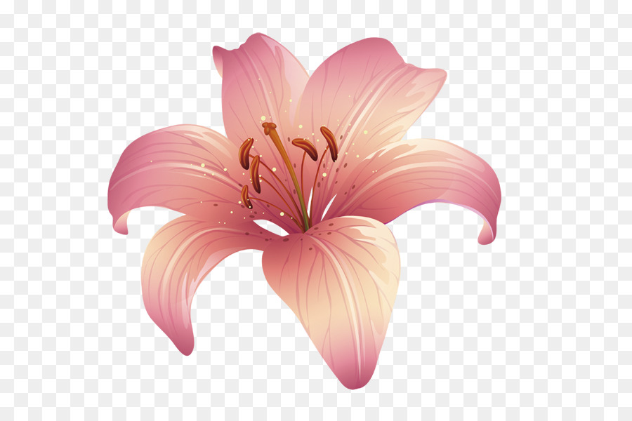 Lilium Floral design Pink - Pink lily png download - 600*600 - Free Transparent Lilium png Download.