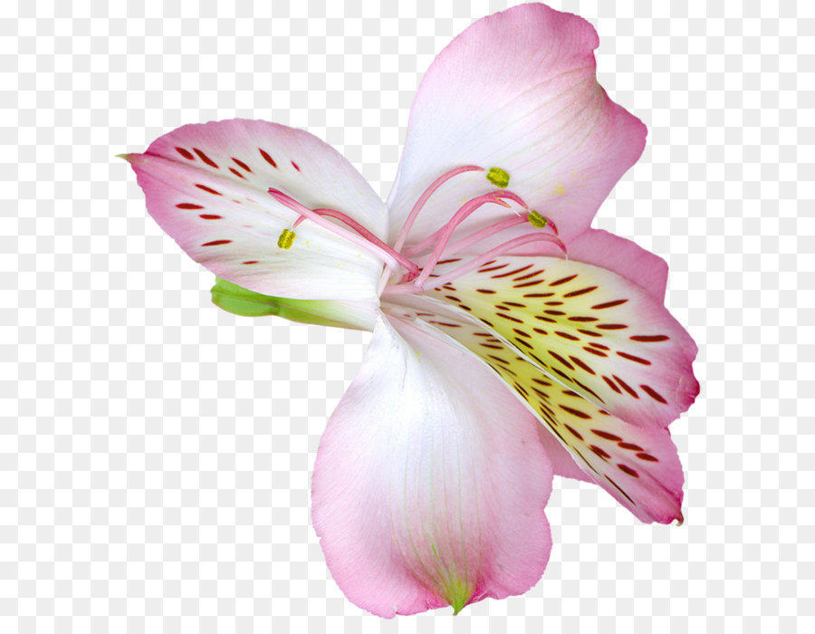 Lilium Flower Clip art - Pink Transparent Lily Flower PNG Clipart png download - 970*1023 - Free Transparent Tiger Lily png Download.