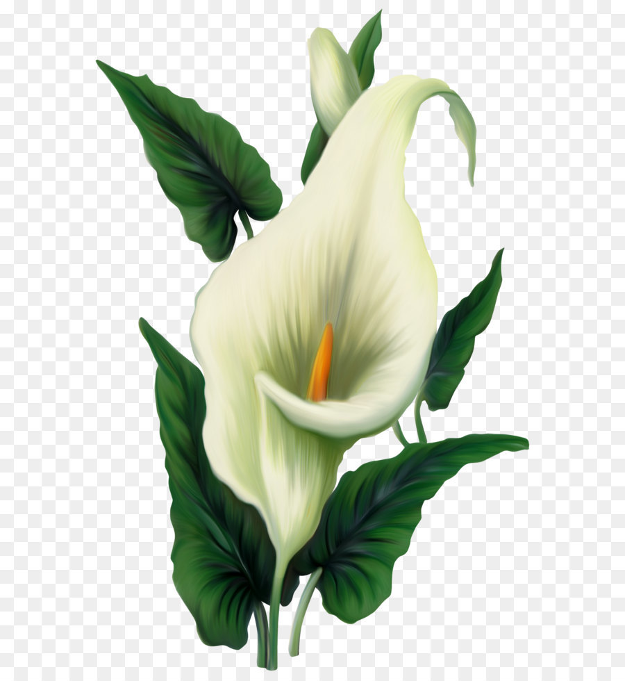 Icon Computer file - Calla Lily PNG Picture png download - 1500*2258 - Free Transparent Arum Lily png Download.