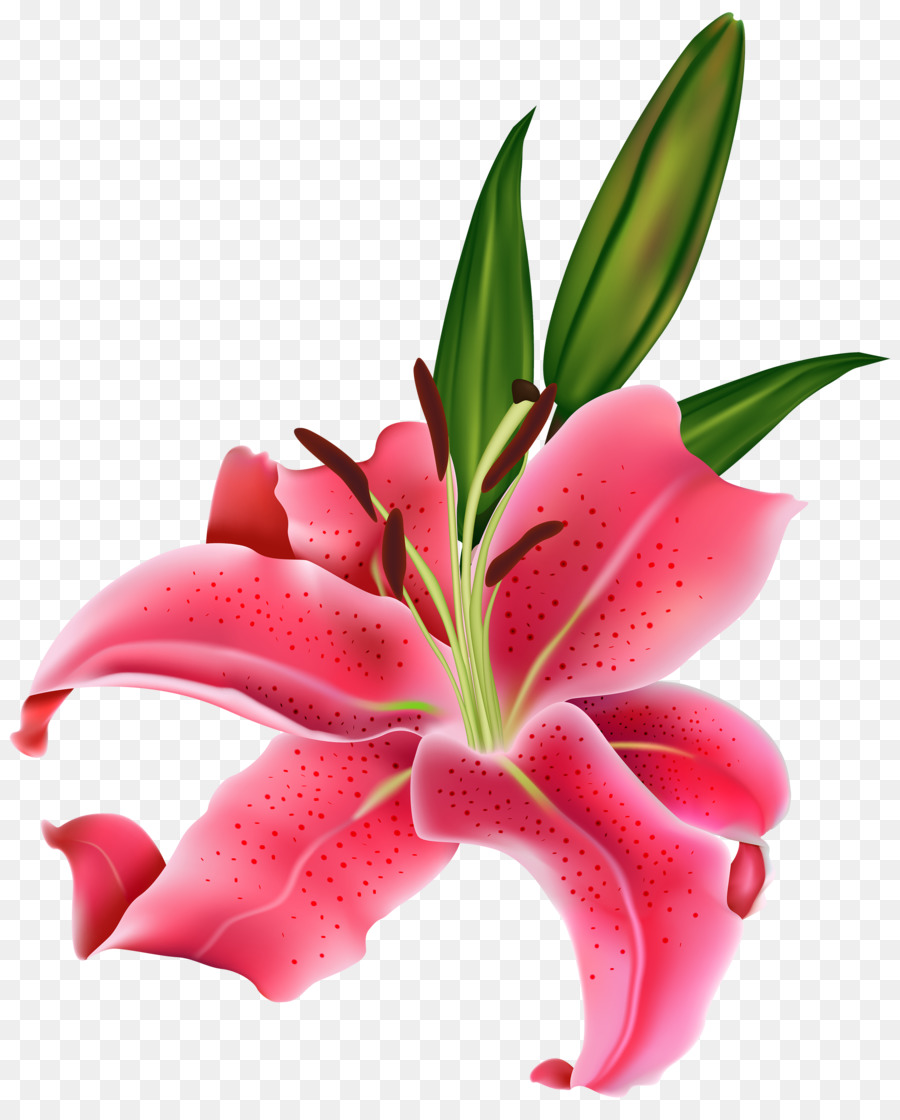 Tiger lily Easter lily Arum-lily Flower Clip art - pink flower png download - 2432*3000 - Free Transparent Tiger Lily png Download.