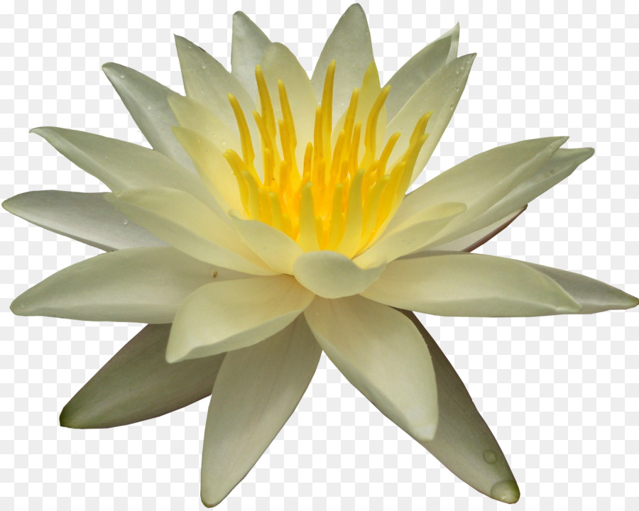 Water lily Clip art - Water Lily PNG Transparent Images png download - 900*718 - Free Transparent Water Lily png Download.