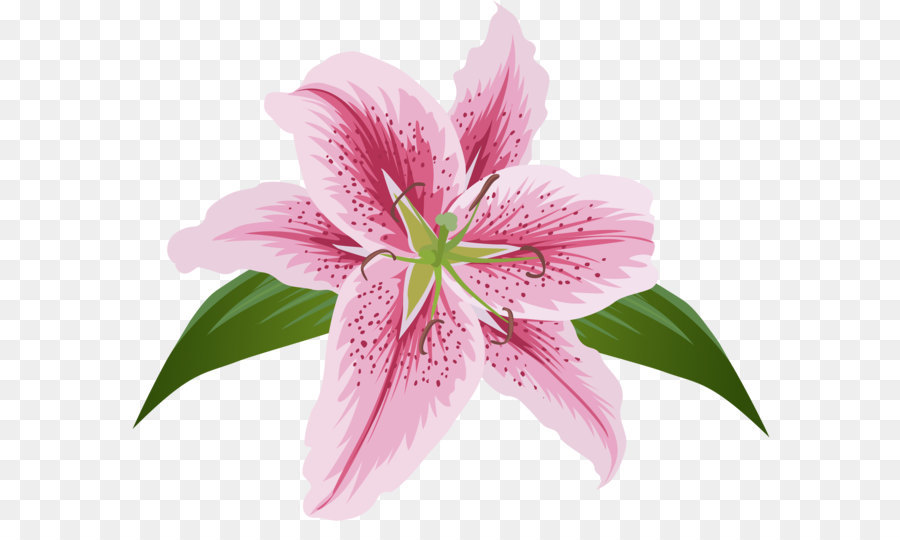 Lily Lilium Female Liliaceae Flower - Lilium Flower Pink Transparent Clip Art png download - 8000*6467 - Free Transparent Flower png Download.
