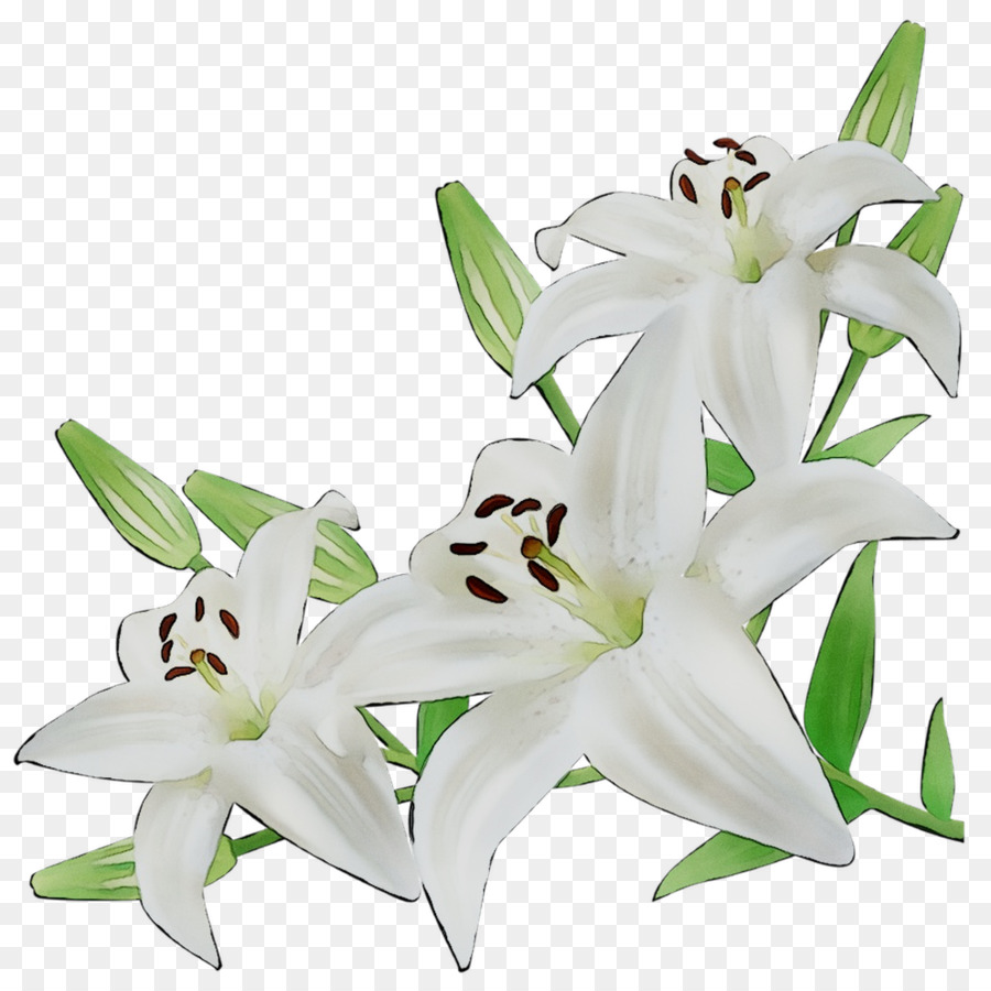 Lily Cut flowers White Illustration -  png download - 1064*1062 - Free Transparent Lily png Download.