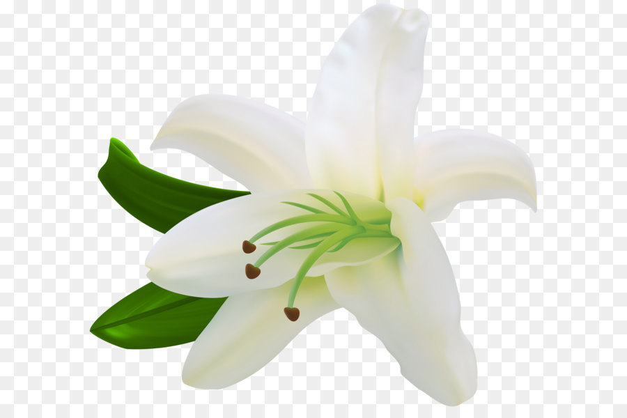 Lilium Flower White Letter - White Lilium Transparent Clip Art png download - 8000*7230 - Free Transparent Lilium png Download.