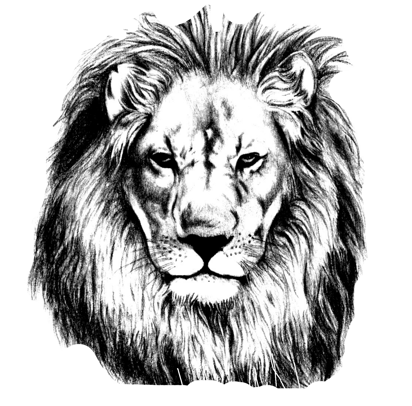 Lion Drawing Pencil Sketch Lions Head png download 1669*1643 Free