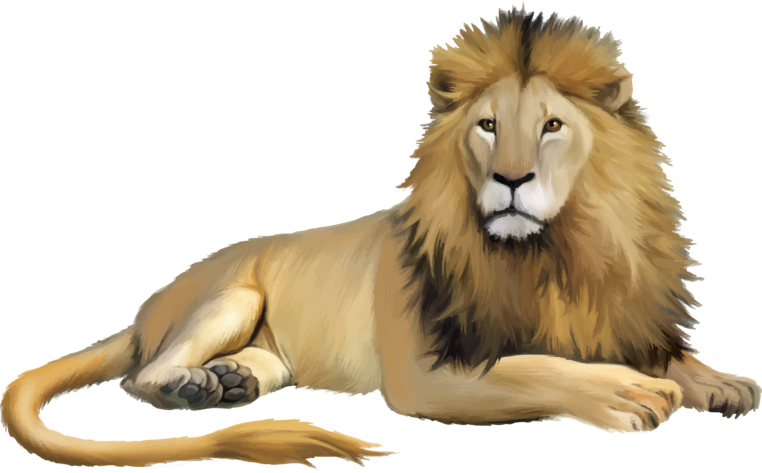 Lion Cartoon - lion png download - 2586*1605 - Free Transparent Lion png  Download. - Clip Art Library