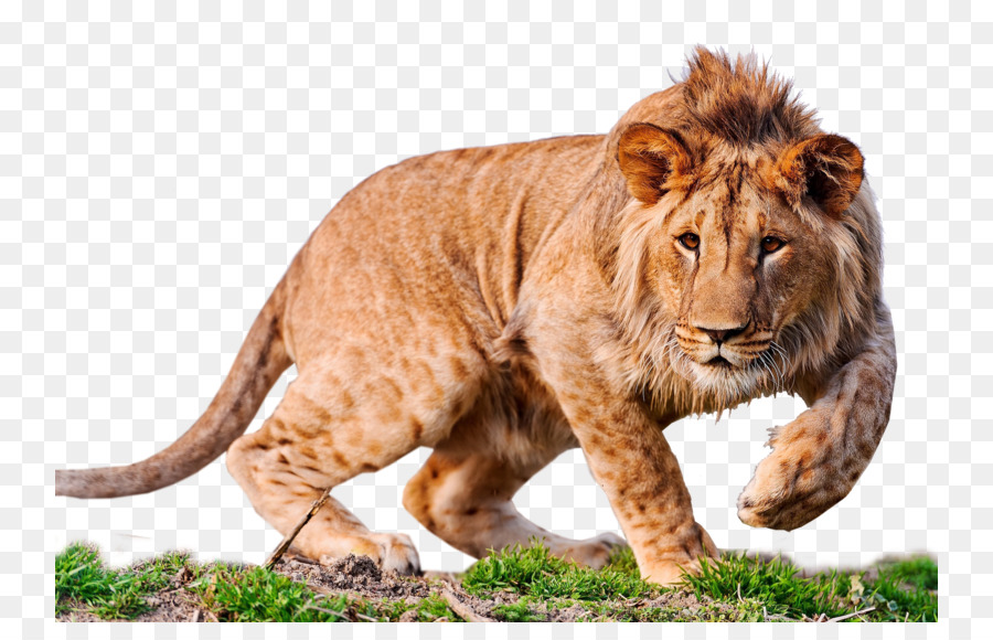 Lion Desktop Wallpaper 4K resolution High-definition television - lion png download - 800*564 - Free Transparent Lion png Download.