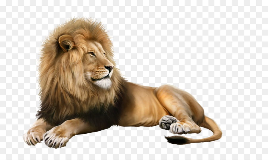 Lion Image Photograph Portable Network Graphics Illustration - lion png download - 800*533 - Free Transparent Lion png Download.