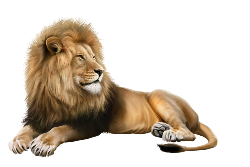 Lion Image Photograph Portable Network Graphics Illustration - lion png