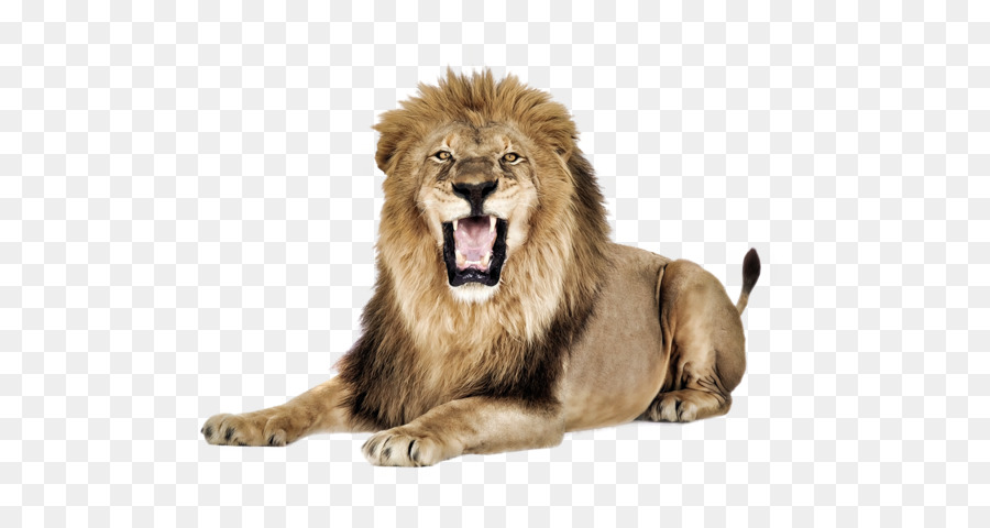 East African lion How Speak Like a Pro Icon - Lion PNG png download - 1633*1176 - Free Transparent Lion png Download.