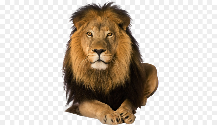 Lion abundant life ministries cogic Safari Travel Big five game - Lion PNG png download - 1024*819 - Free Transparent Malama Umoyo Cottages png Download.