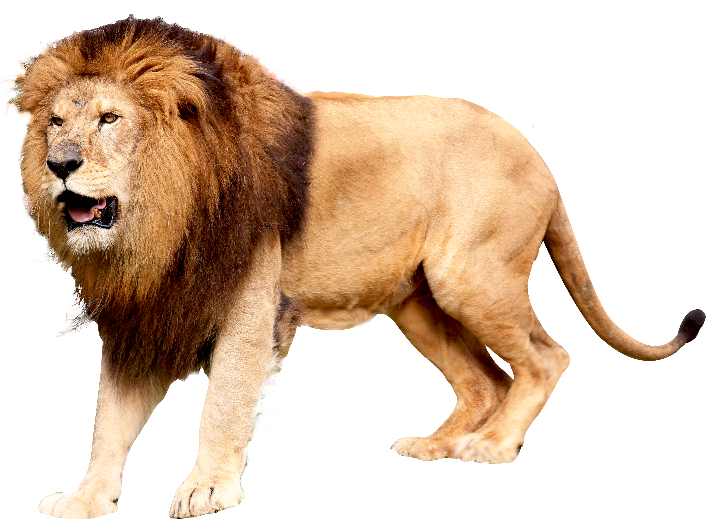 East African Lion Icon Lion Png Png Download Free Transparent East African Lion