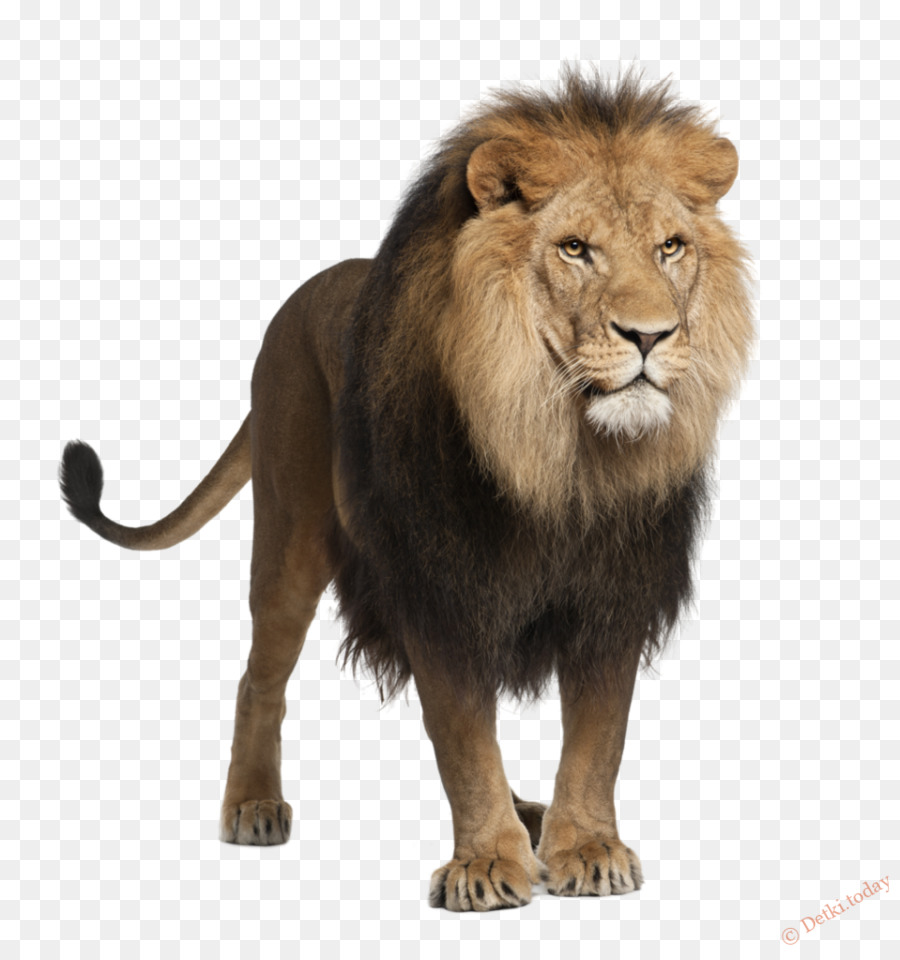 White lion Felidae White-tailed deer Stock photography - cheetah png download - 965*1024 - Free Transparent Lion png Download.