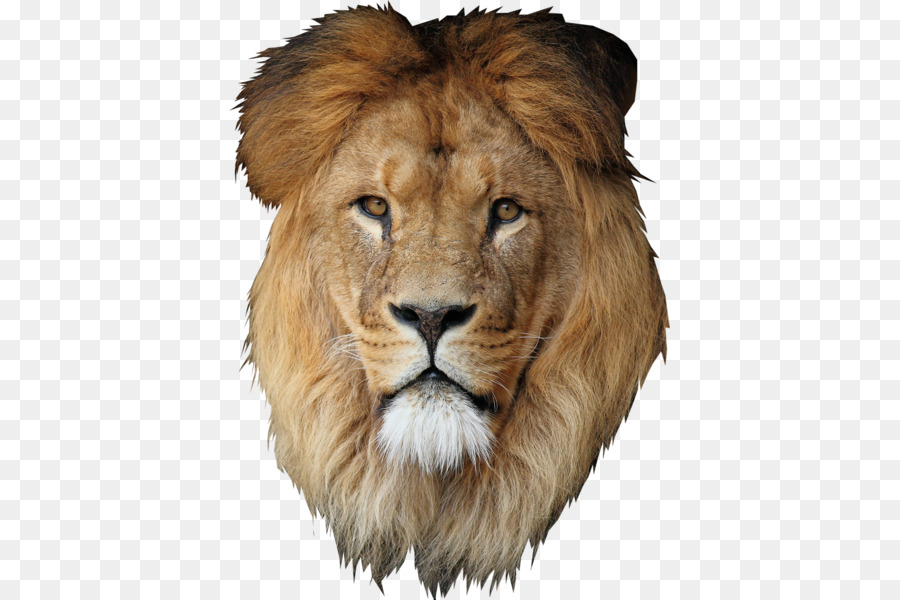Lion Desktop Wallpaper Cecil - lion png download - 441*600 - Free Transparent Lion png Download.