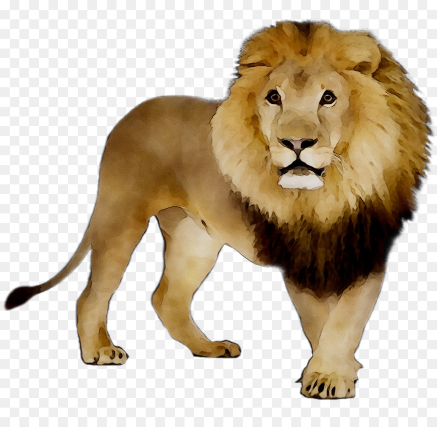 Lion Tiger Video clip Watercolor painting -  png download - 1095*1053 - Free Transparent Lion png Download.