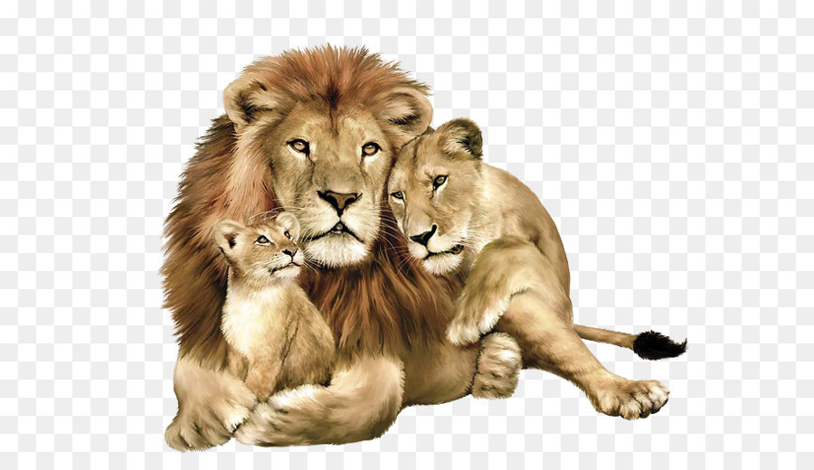 Lion Clip art - Lion PNG image, free image download, picture, lions png download - 1331*916 - Free Transparent Lion png Download.