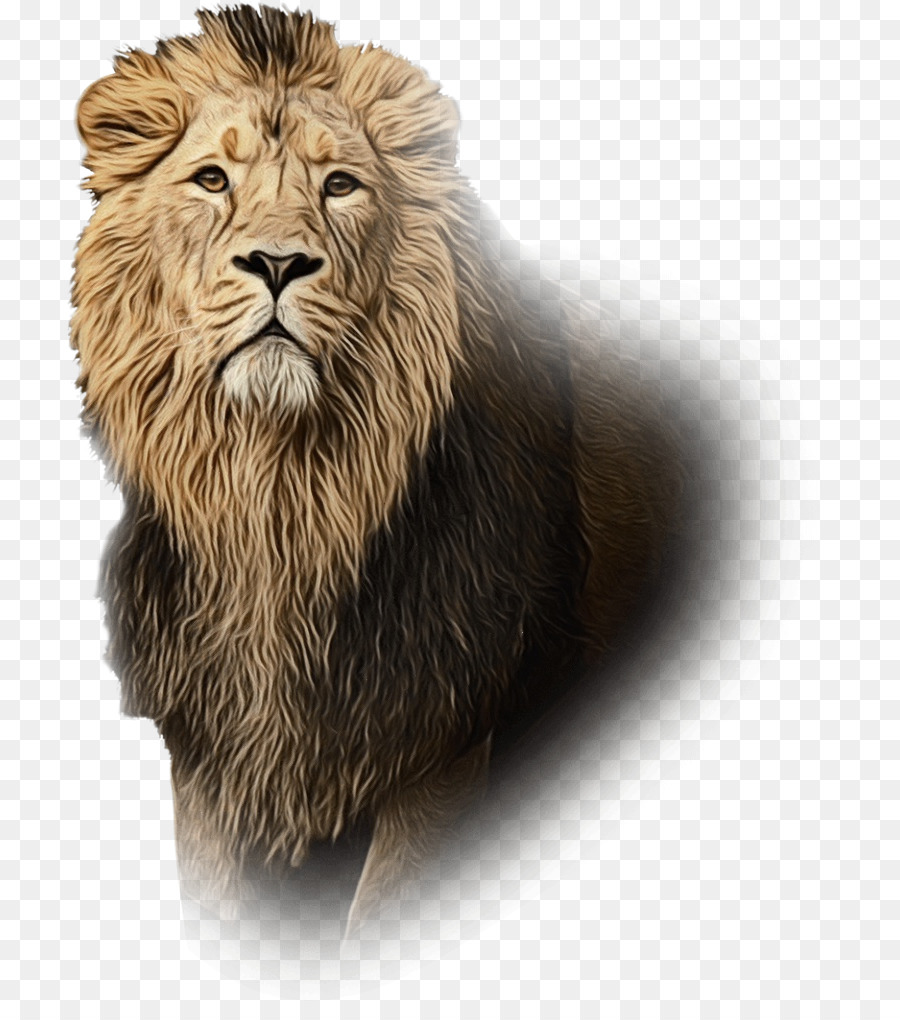 Lion Whiskers Cat Terrestrial animal Snout -  png download - 768*1001 - Free Transparent Lion png Download.