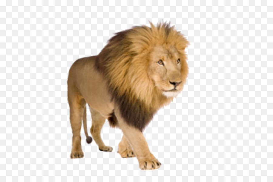 Lion Download Clip art - Walking Lion png download - 600*598 - Free Transparent Lion png Download.