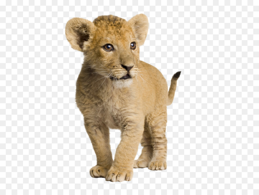 Lion Infant Cuteness Wallpaper - Cute little lion png download - 1440*1080 - Free Transparent Lionhead Rabbit png Download.