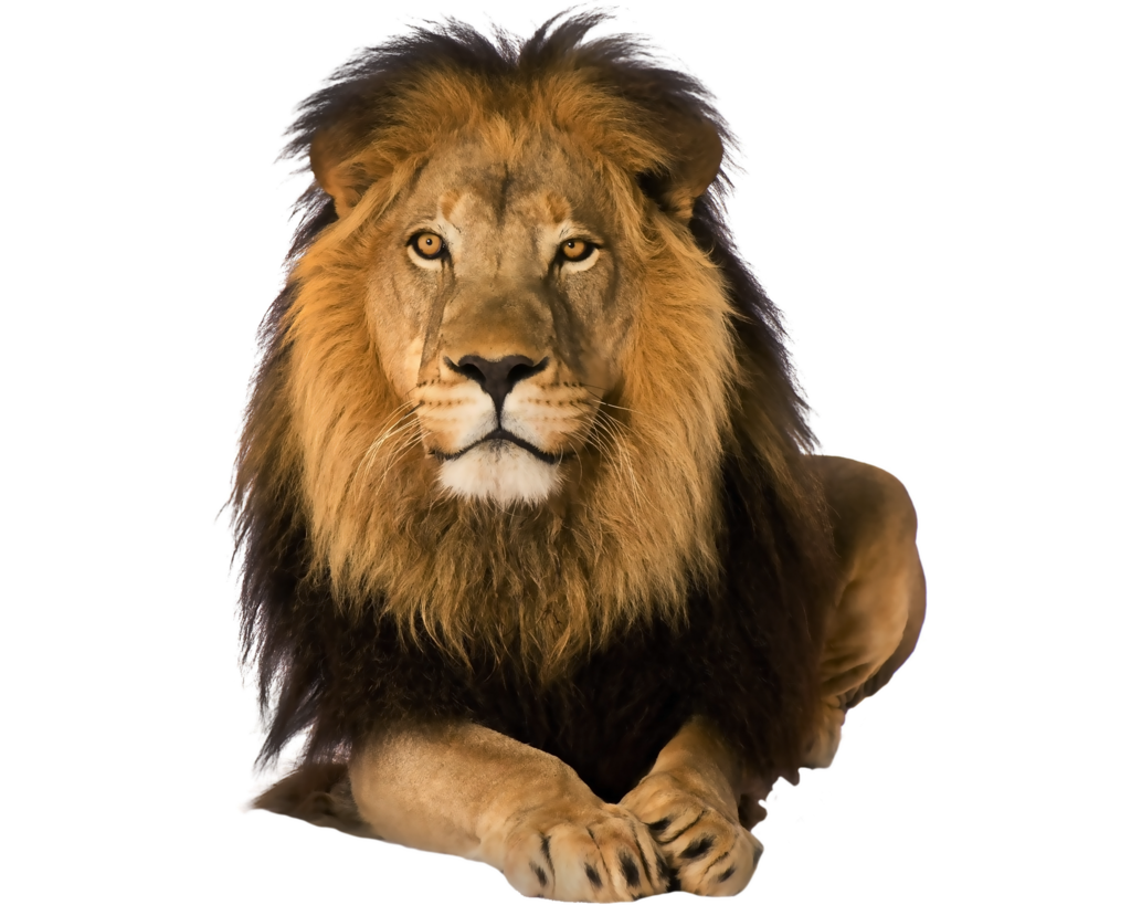 Lion abundant life ministries cogic Safari Travel Big five game - Lion PNG png download - 1024*819 - Free Transparent Malama Umoyo Cottages png Download.