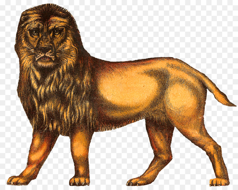Lion Tiger Circus Drawing Clip art - lion png download - 1600*1279 - Free Transparent Lion png Download.
