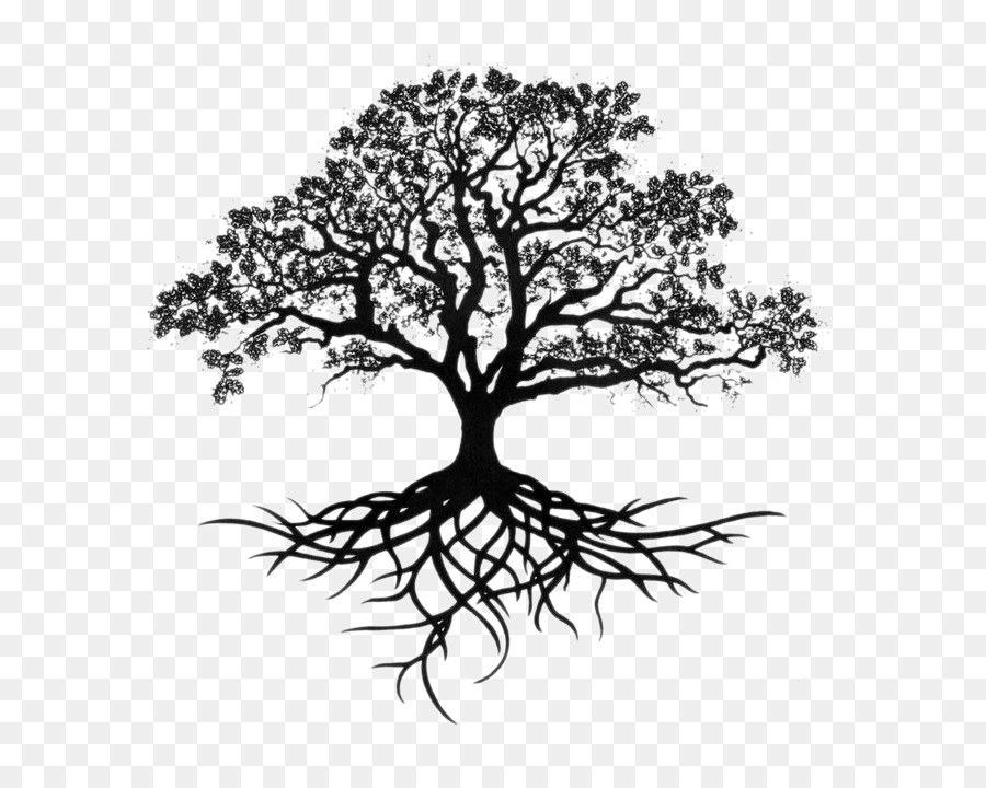 Southern live oak Drawing Tree Sketch - tree png download - 736*719 - Free Transparent Southern Live Oak png Download.