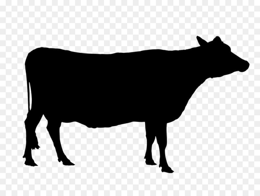 Angus cattle Texas Longhorn Holstein Friesian cattle Calf Beef cattle -  png download - 1772*1325 - Free Transparent Angus Cattle png Download.