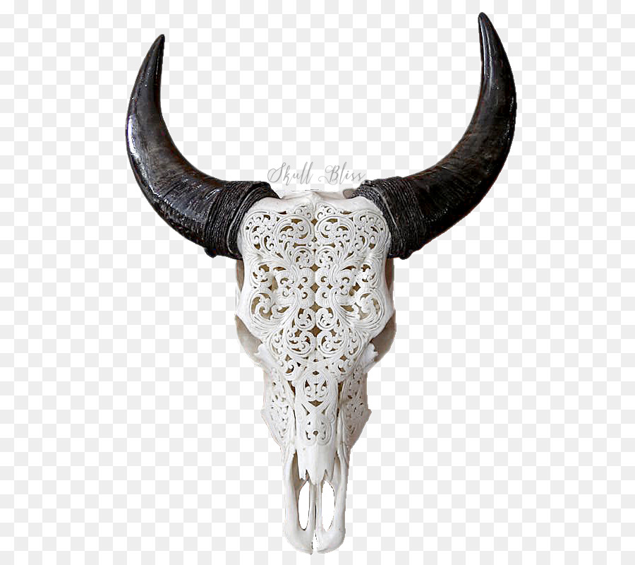 Texas Longhorn Skull Bull Goat - skull png download - 800*800 - Free Transparent Horn png Download.