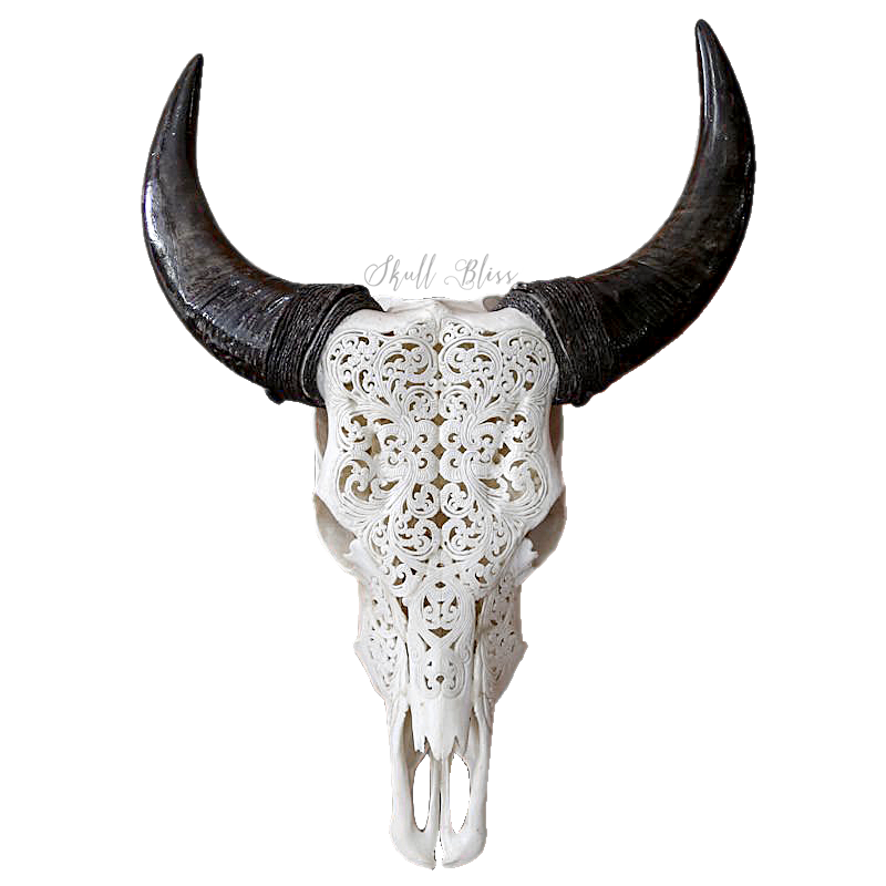 Texas Longhorn Skull Bull Goat - skull png download - 800*800 - Free