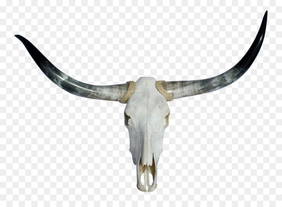 Texas Longhorn English Longhorn Skull - skull png download - 3766*2702 - Free Transparent Texas Longhorn png Download.