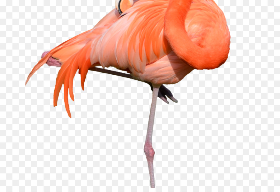 Flamingo Albert Transparent Background