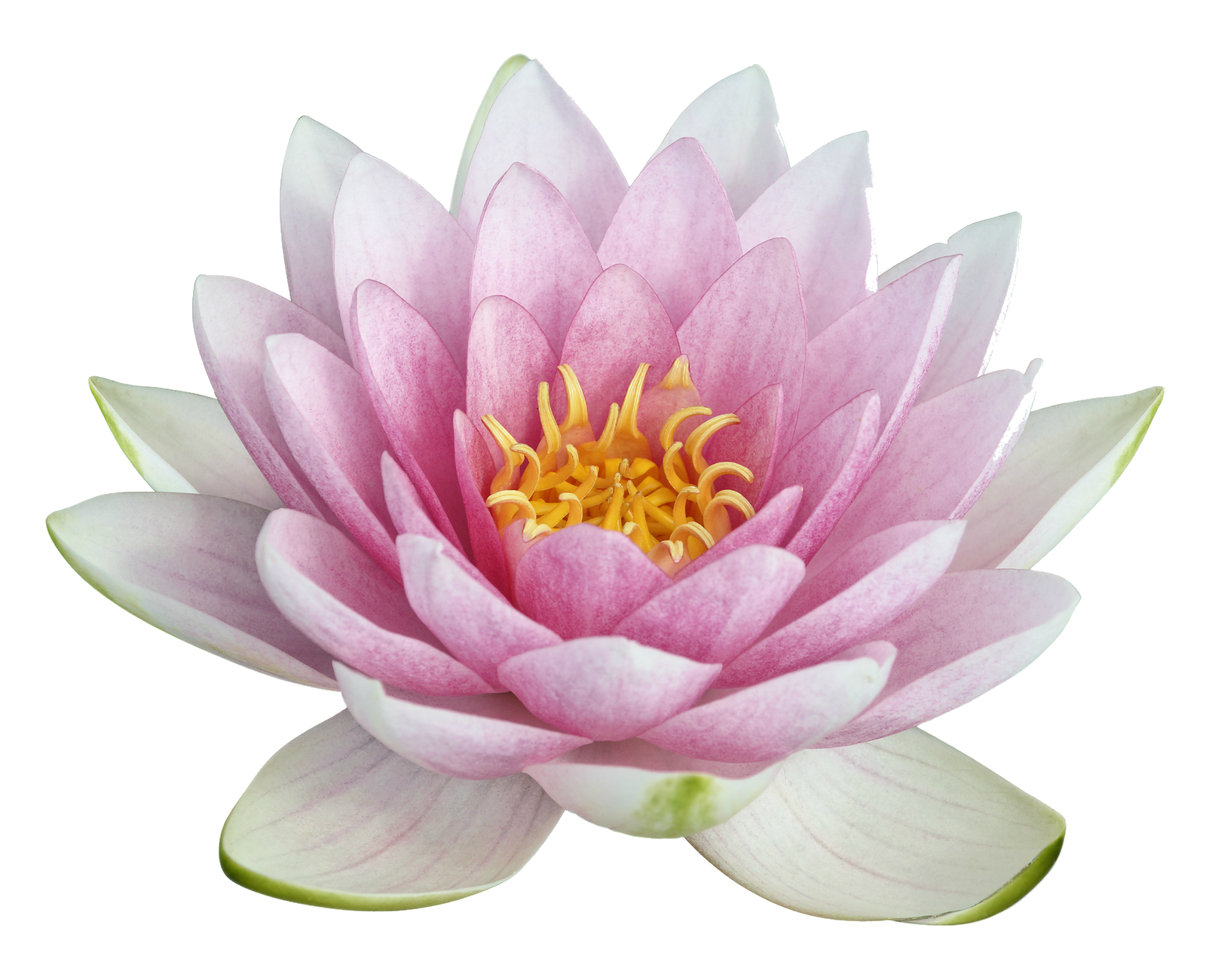 Nelumbo nucifera Egyptian lotus Clip art - flower png download - 1600