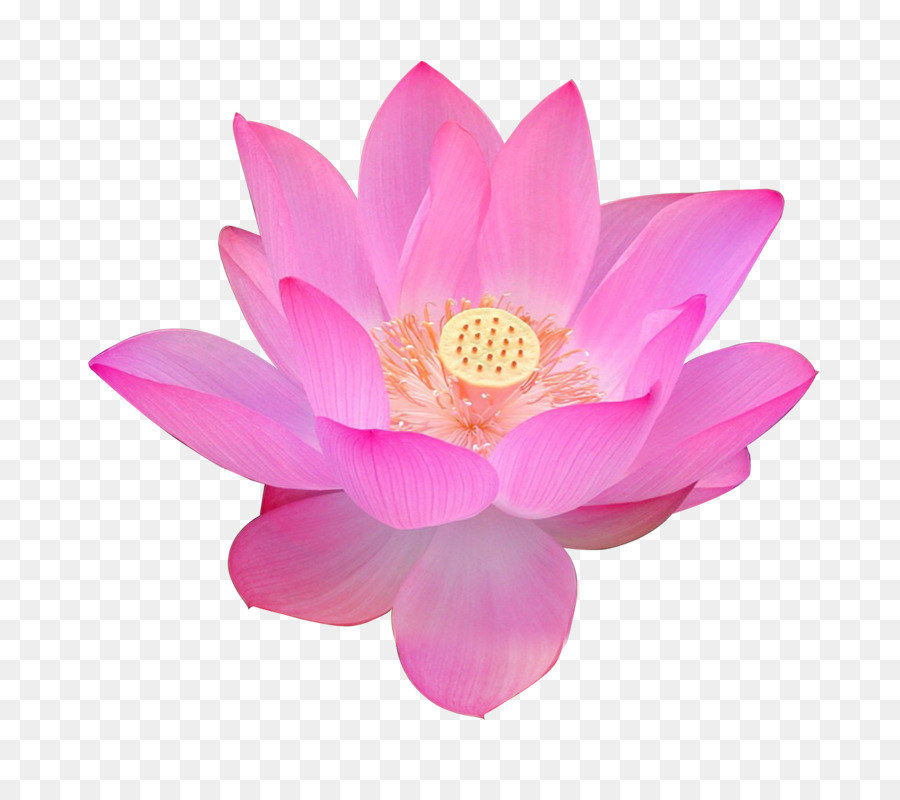 Nelumbo nucifera Volga Delta Egyptian lotus Flower Falun Gong - lotus png download - 2982*2629 - Free Transparent Nelumbo Nucifera png Download.