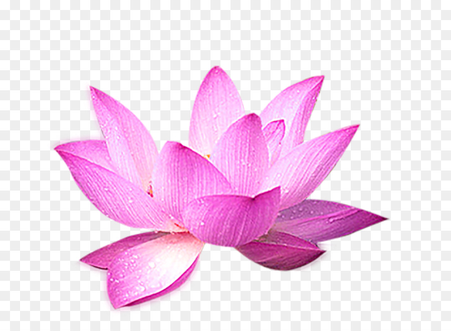 Nelumbo nucifera Computer file - Lotus flower decoration png download - 1091*800 - Free Transparent Nelumbo Nucifera png Download.