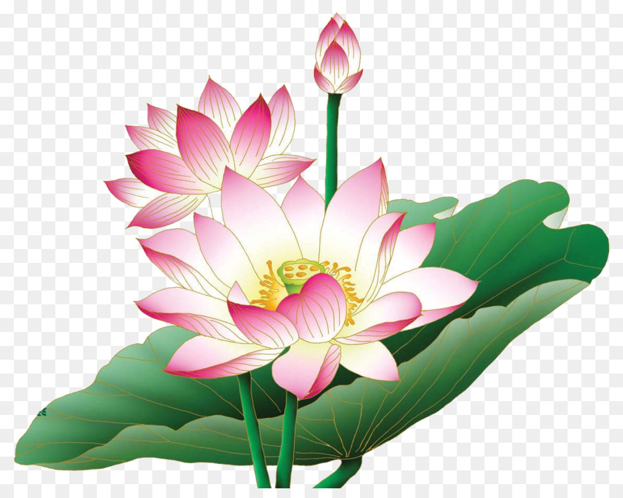Nelumbo nucifera Egyptian lotus Flower Clip art - floral png png download - 1181*926 - Free Transparent Nelumbo Nucifera png Download.