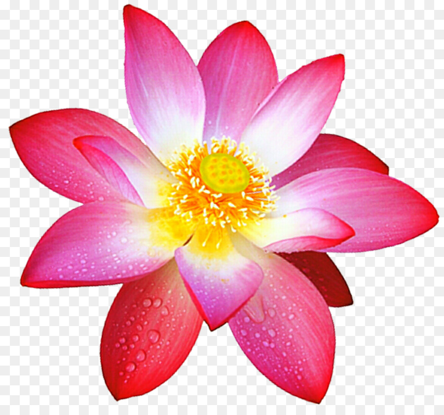 Sacred Lotus Flower DeviantArt Painting - flower png download - 1024*944 - Free Transparent Sacred Lotus png Download.