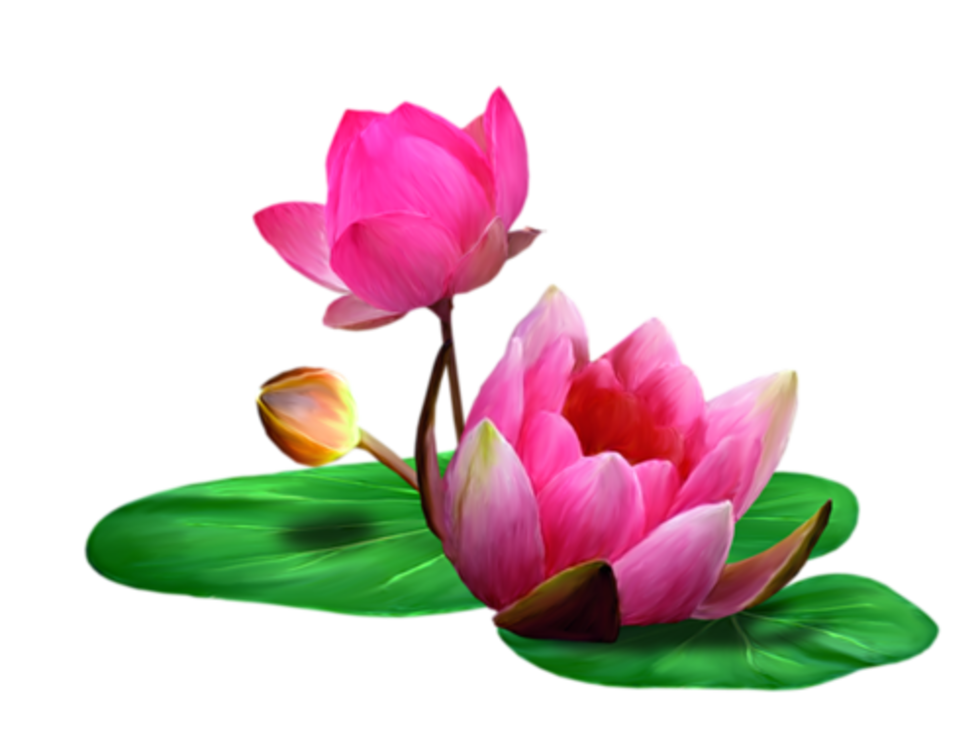 Lotus Clip art - lotus png download - 980*733 - Free Transparent Lotus png  Download. - Clip Art Library