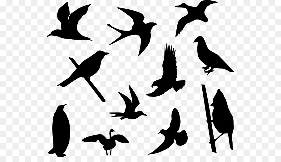 Hummingbird Lovebird Clip art - Cartoon Bird Tattoo png download - 600*505  - Free Transparent Bird png Download. - Clip Art Library