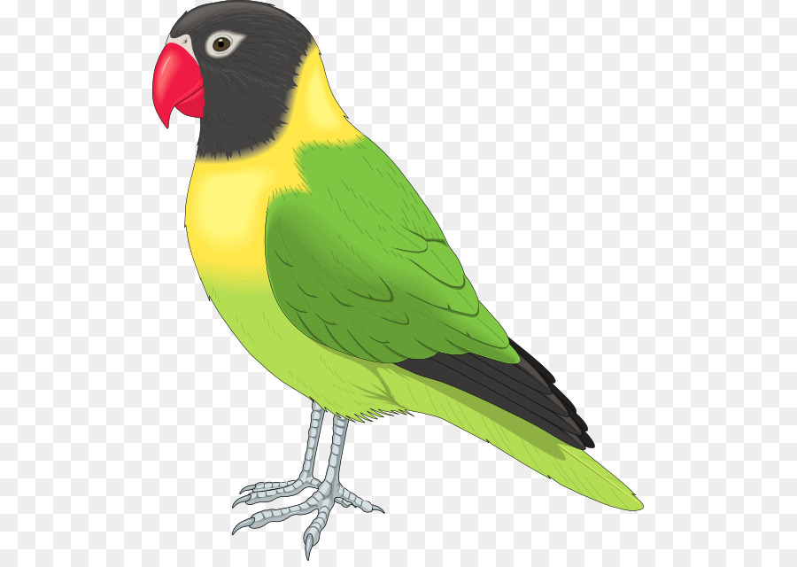 Lovebird Parrot Clip art - Love Bird Clipart png download - 555*633 - Free Transparent Bird png Download.