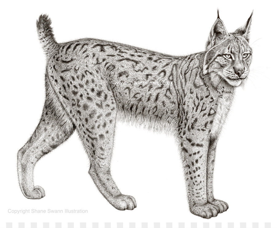 Eurasian lynx Felidae Bobcat Canada lynx Iberian lynx - lynx png download - 2254*1807 - Free Transparent Eurasian Lynx png Download.
