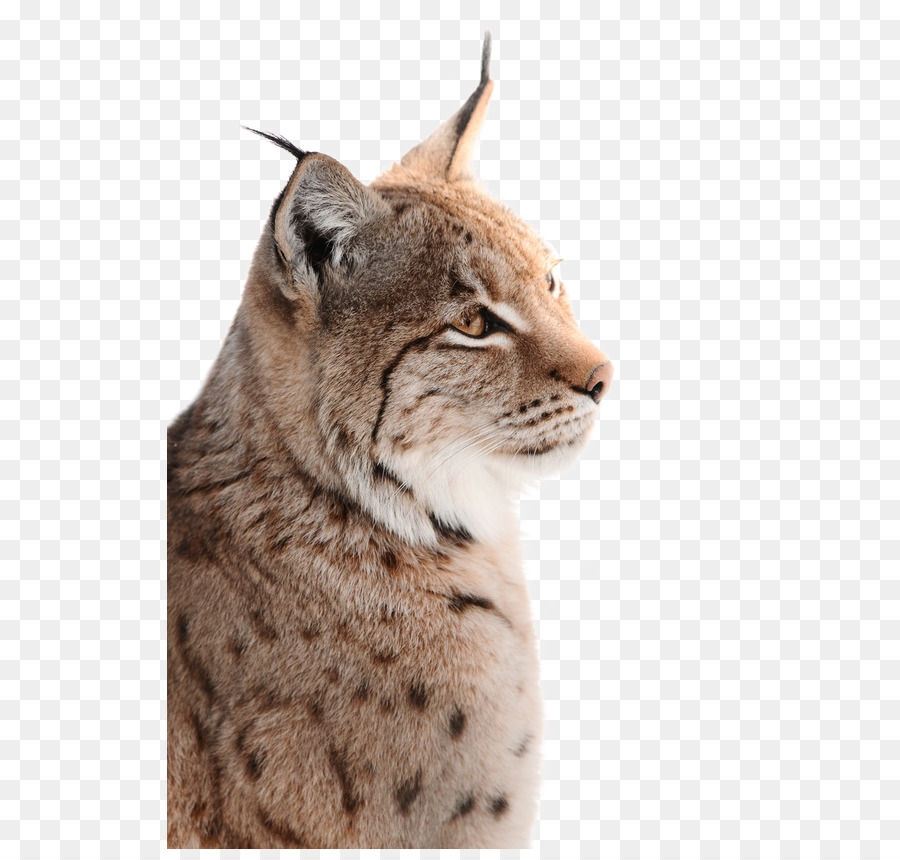 Wild- und Freizeitpark Ostrittrum Lynx Wildcat Whiskers Photography - lynx png download - 565*849 - Free Transparent Wild Und Freizeitpark Ostrittrum png Download.