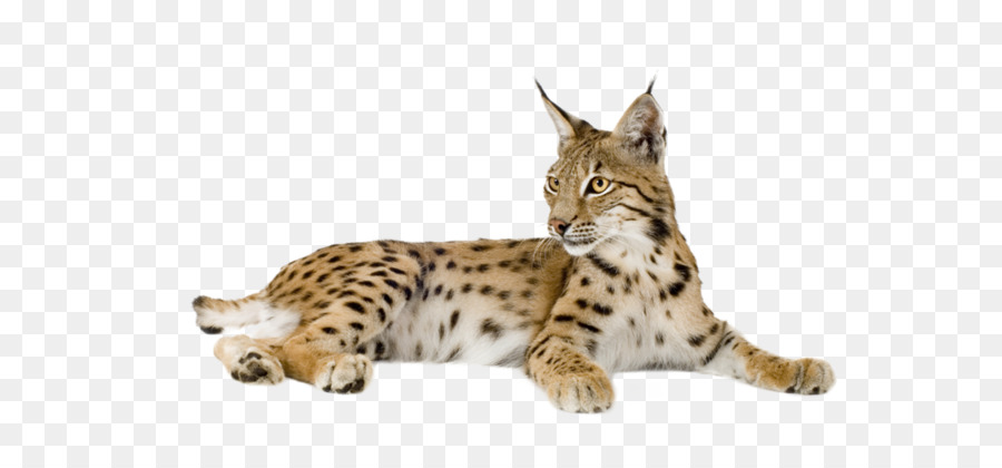 Eurasian lynx Bobcat Felidae Kitten - Lynx PNG png download - 800*514 - Free Transparent Eurasian Lynx png Download.