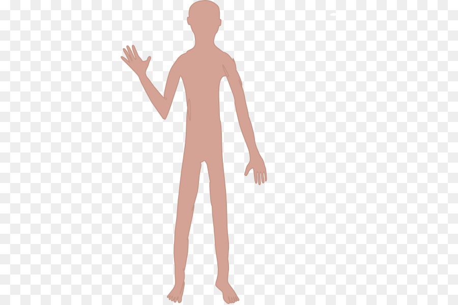Thumb Human body Homo sapiens Clip art - male body png download - 426*598 - Free Transparent  png Download.