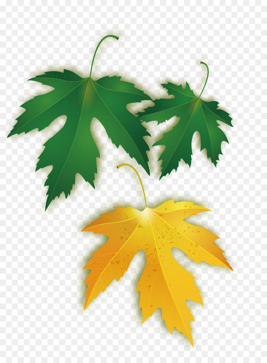Maple leaf - Vector maple leaf picture png download - 1342*1800 - Free Transparent Maple Leaf png Download.