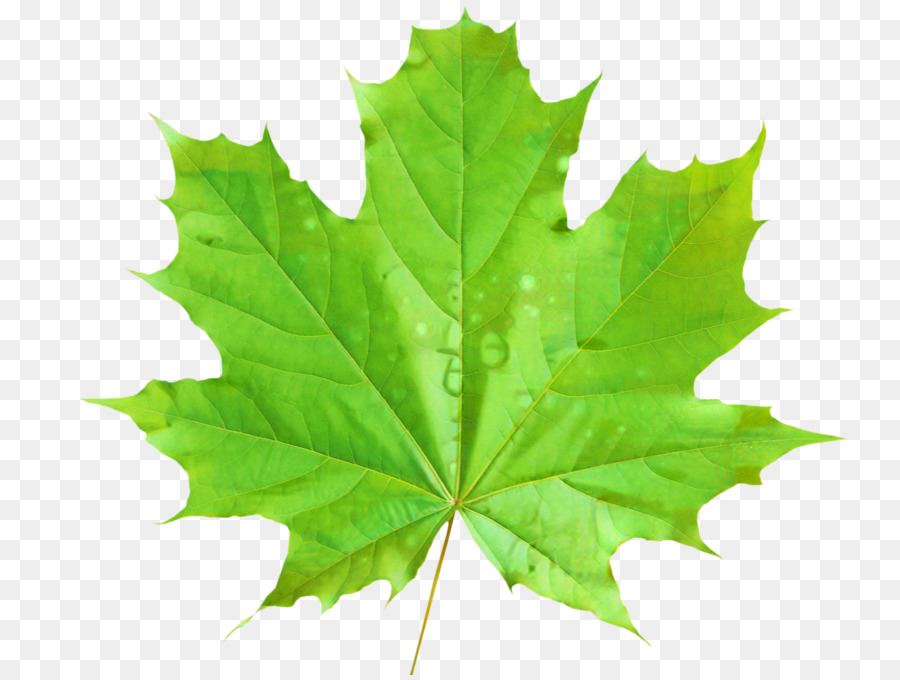 Maple leaf Vector graphics Clip art Green -  png download - 1599*1200 - Free Transparent Maple Leaf png Download.
