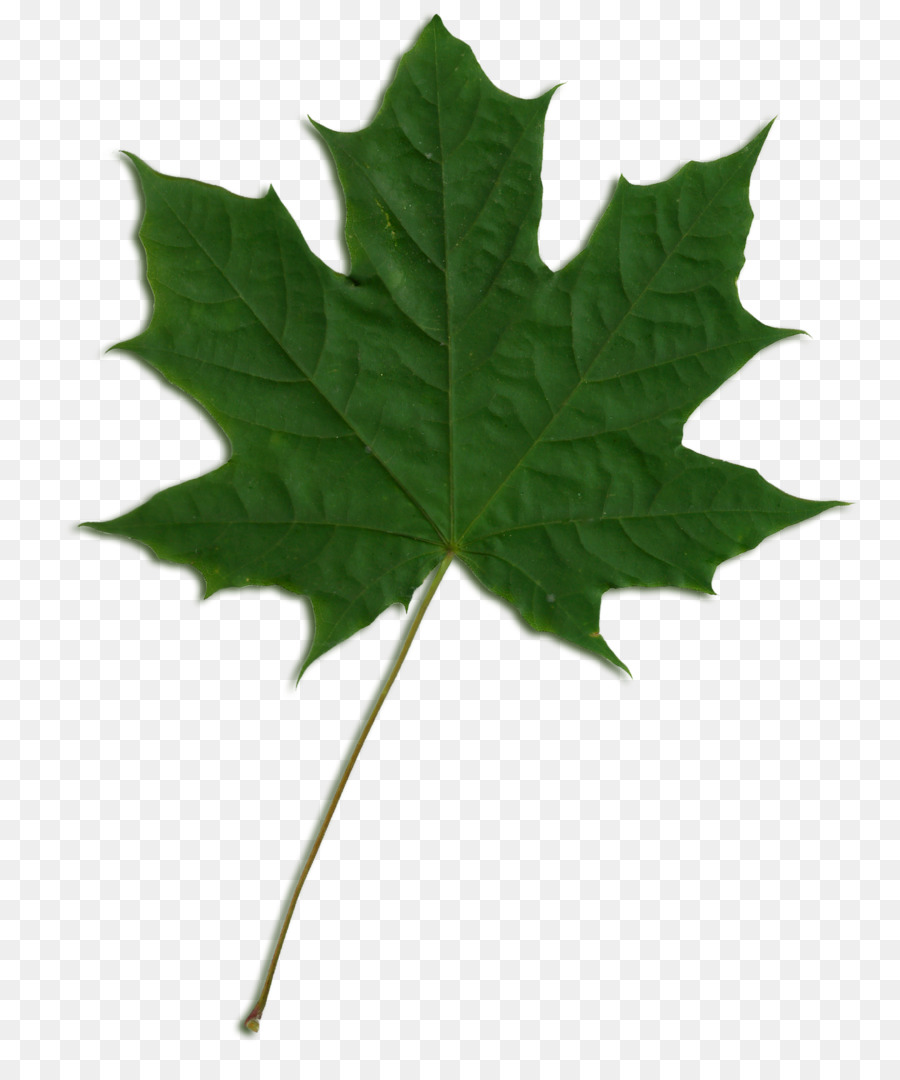 Sycamore maple Norway  maple Maple leaf - leaf png download - 1836*2188 - Free Transparent Sycamore Maple png Download.